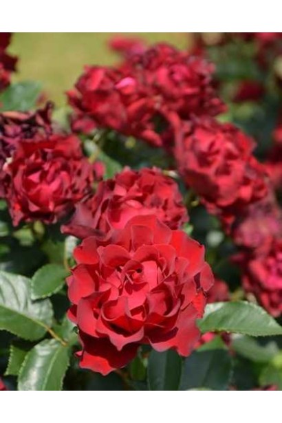 Чайно-гібридна троянда ‘Омаж а Барбара’ у саду